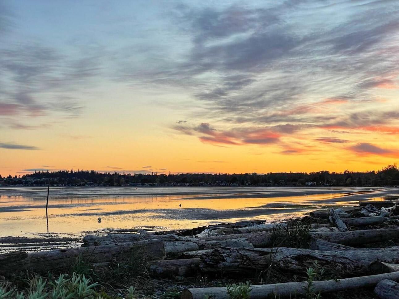 A lakeside view at sunset with a distant shoreline, logs, and sparse vegetation.