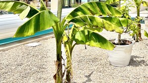 Une maison moderne avec une piscine, de grandes plantes vertes et un ciel bleu dégagé.
