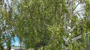 A birch tree with white bark in a well-maintained grassy area, with a clear view of the sky and distant landscape. - Townhouse in beautiful North Helena Valley, below the majestic Sleeping Giant (Helena)