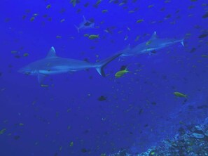 Fishing - Morus Bliss - Divers' Preferred Hotel (Hithadhoo)