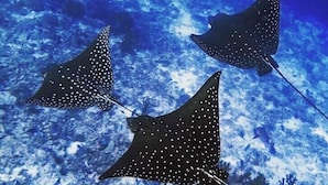 Three stingrays swimming in clear blue water. - Morus Bliss - Divers' Preferred Hotel (Hithadhoo)
