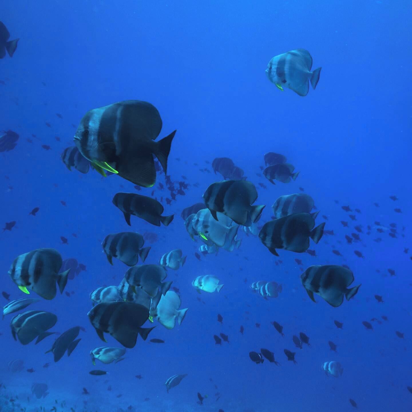 Un grupo grande de peces nadando en un acuario.