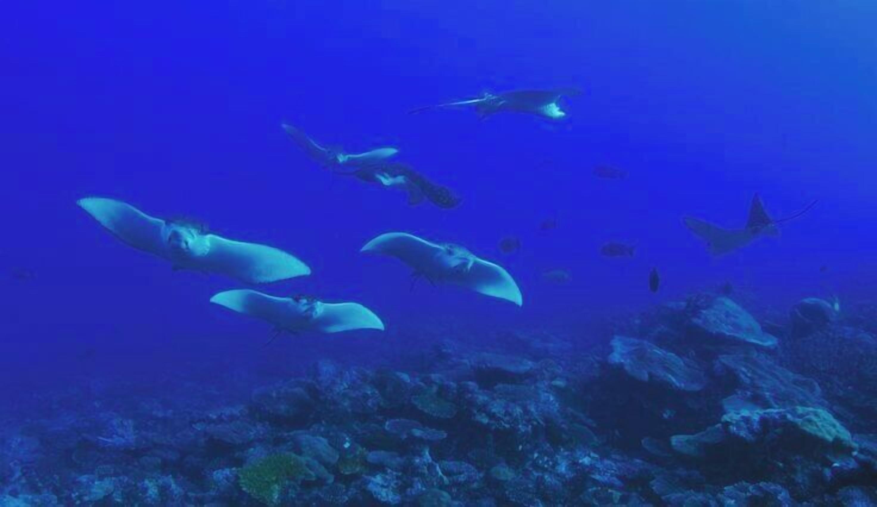 A group of manta rays swimming in the ocean.