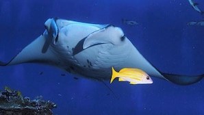 A manta ray swimming in clear blue water. - Morus Bliss - Divers' Preferred Hotel (Hithadhoo)
