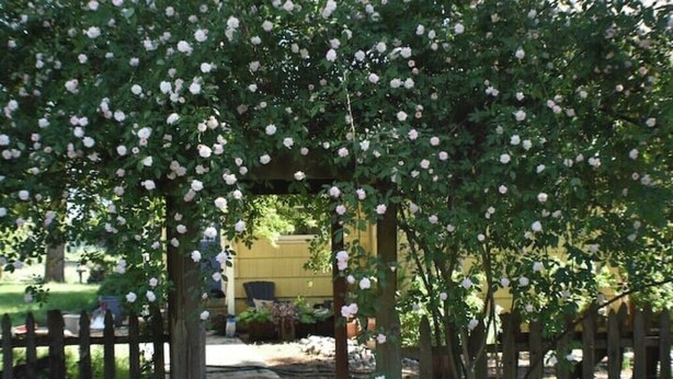 A garden with a wooden pergola covered in white roses, a pathway, and a yellow building in the background. - Updated farmhouse on 5 acres near salem oregon (Jefferson)