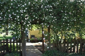 A garden with a wooden pergola covered in white roses, a pathway, and a yellow building in the background. - Updated farmhouse on 5 acres near salem oregon (Jefferson)