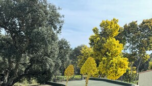 A garden with various plants and trees, including a prominent yellow flowering tree. - Apartement Avec Terrasse A 10 MN DES Plages A Pieds (LE LAVANDOU)