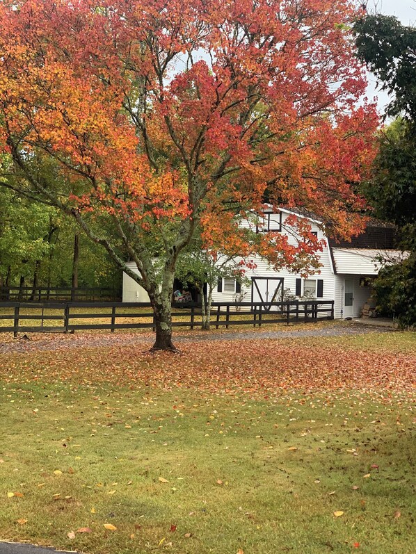 Property grounds - Cozy country stay centrally located to entertainment, adventure and good food! (Anniston)