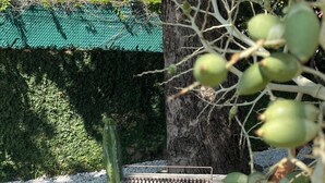 Un espace jardin agrémenté d’un banc en métal, d’un arbre et d’un feuillage verdoyant.