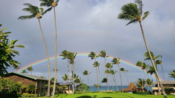A resort with palm trees, a grassy lawn, and a view of the ocean.