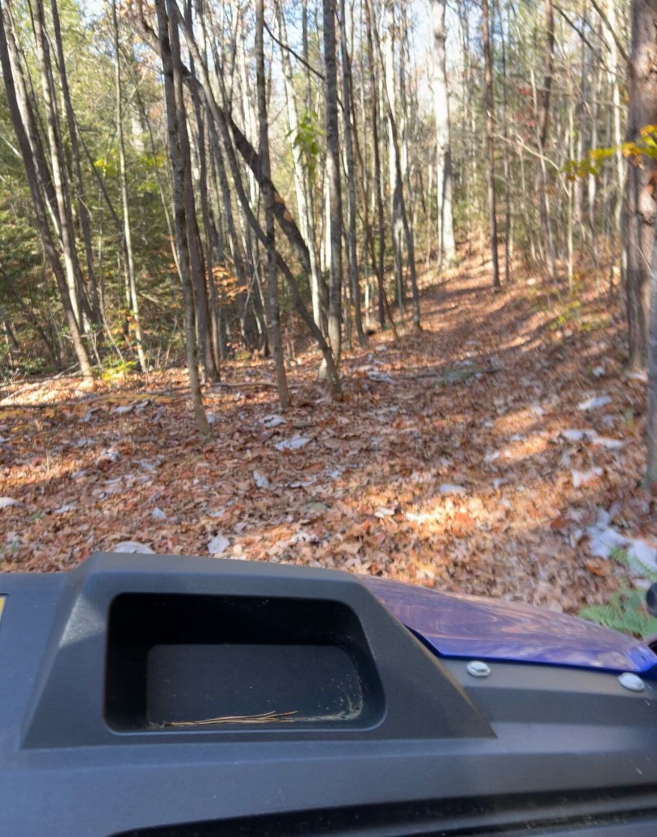 A forested area with a vehicle's dashboard in the foreground.