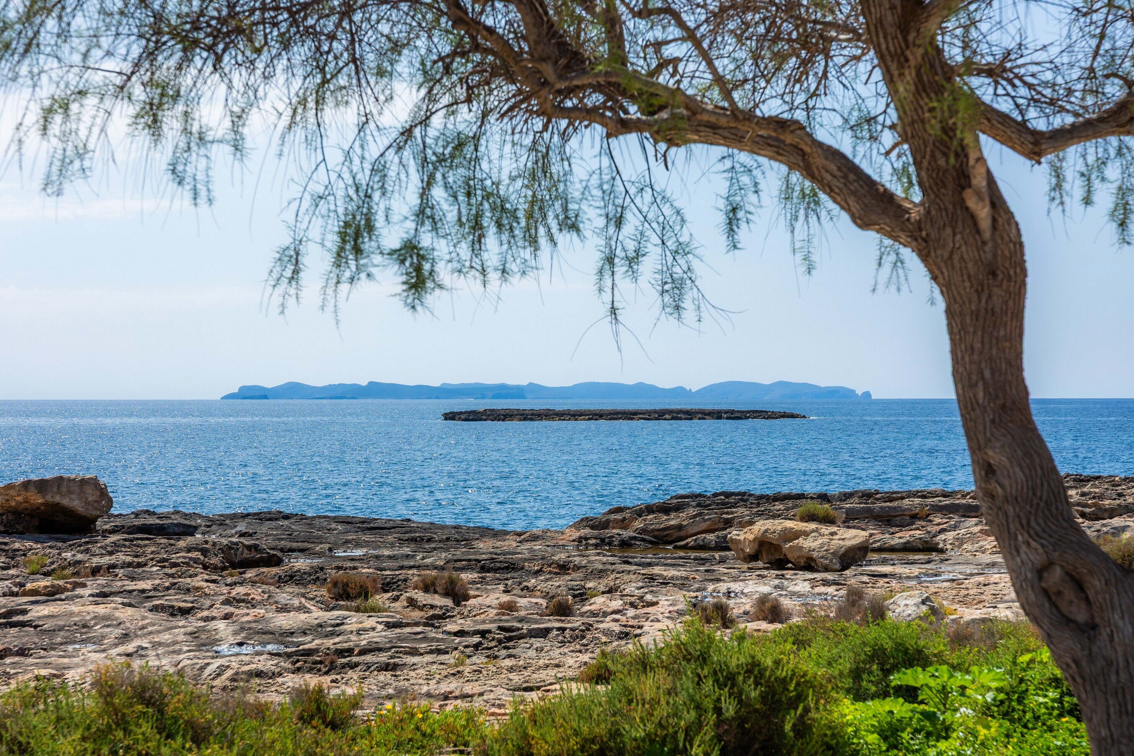Une côte rocheuse, avec un arbre au premier plan et une île lointaine visible sur l’eau.