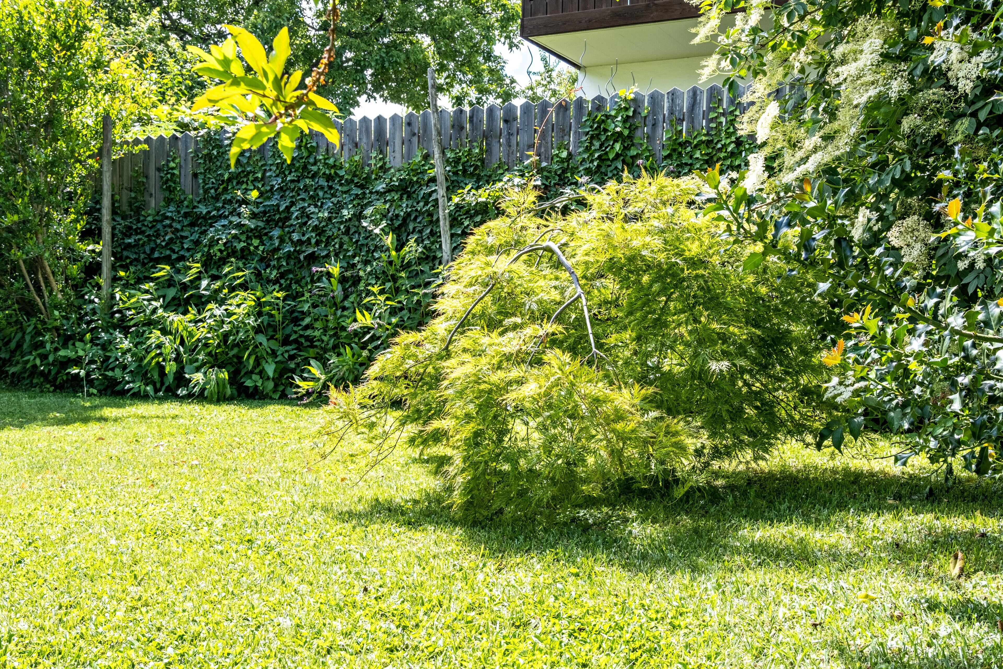 A garden with a wooden fence, various shrubs, and a small tree.
