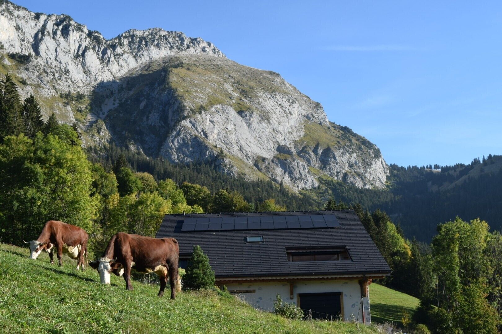 A rural landscape with a house featuring solar panels, two cows grazing, and a mountainous backdrop.