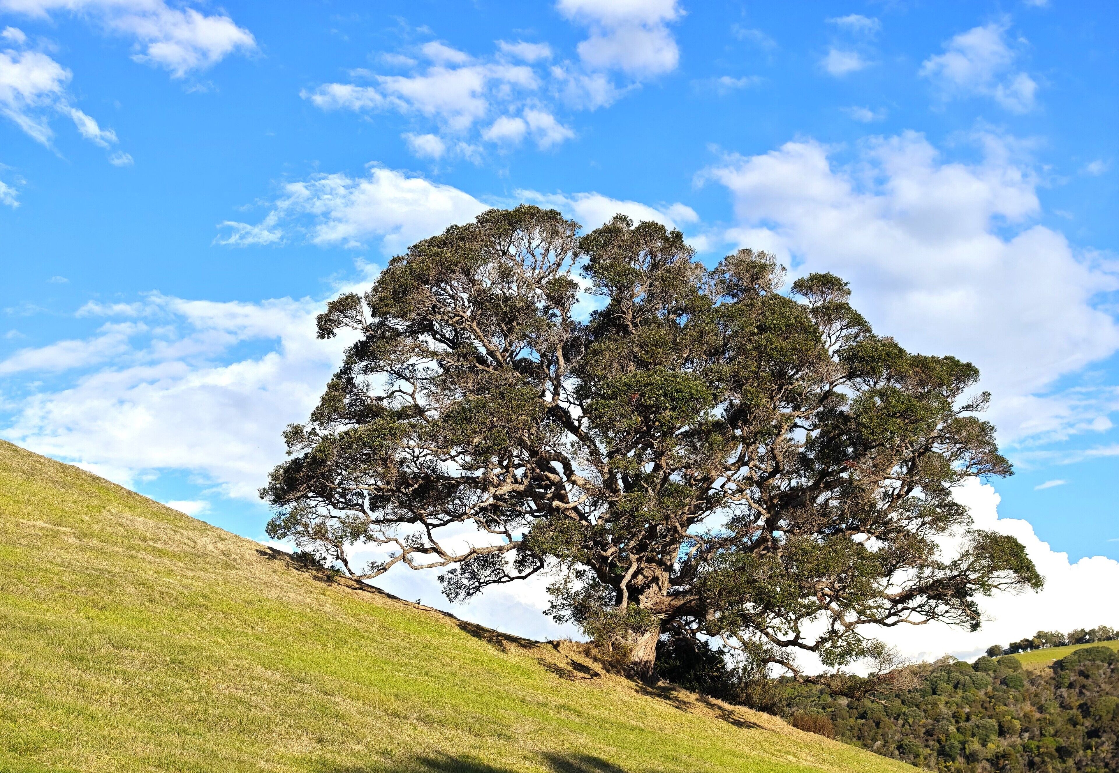 Ein großer Baum auf einer grasbewachsenen Hügelkuppe unter blauem Himmel.
