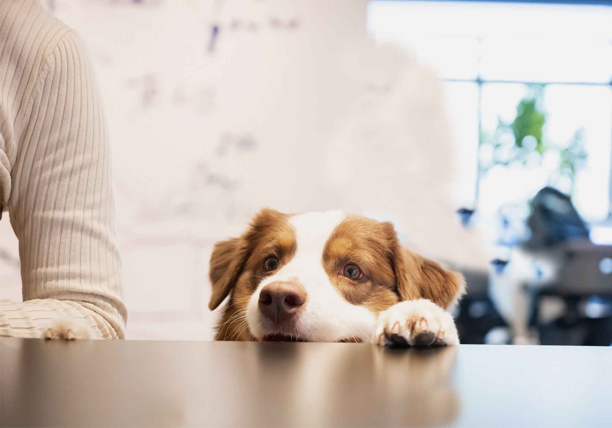 Un perro descansando sobre una mesa, con un fondo desenfocado.