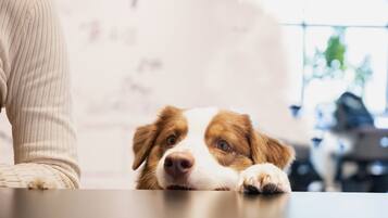 A dog resting on a table with a blurred background.