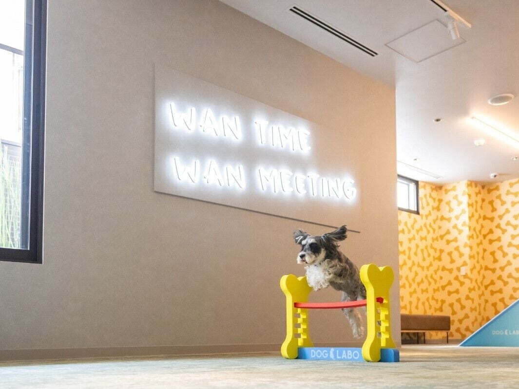 Pet-friendly amenities