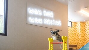 A dog jumping over a yellow and red obstacle in a room with a wall sign that reads "WAN TIME WAN MEETING". - hotel anddoggy Kyoto Nijo (Kyoto)