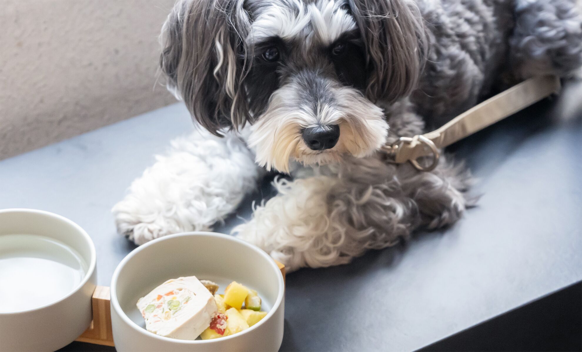 Un perro descansando en un banco con un plato de comida y un bebedero cerca.
