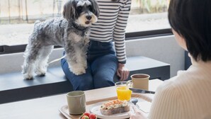 A person sitting on a bench with a dog beside them, a table with food and drinks, and a window with a view of the outdoors. - hotel anddoggy Kyoto Nijo (Kyoto)