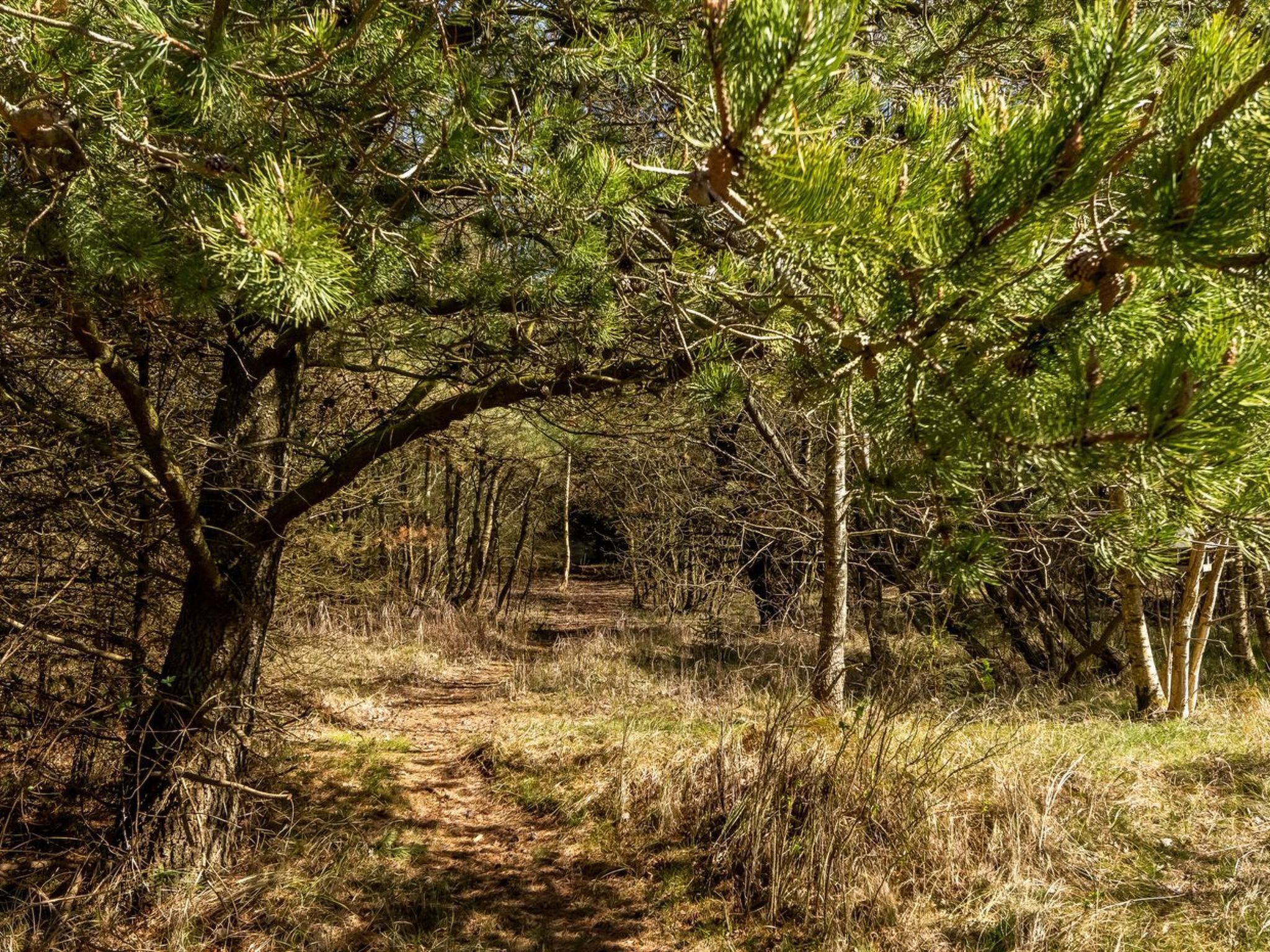 A forested path with pine trees and a natural archway.