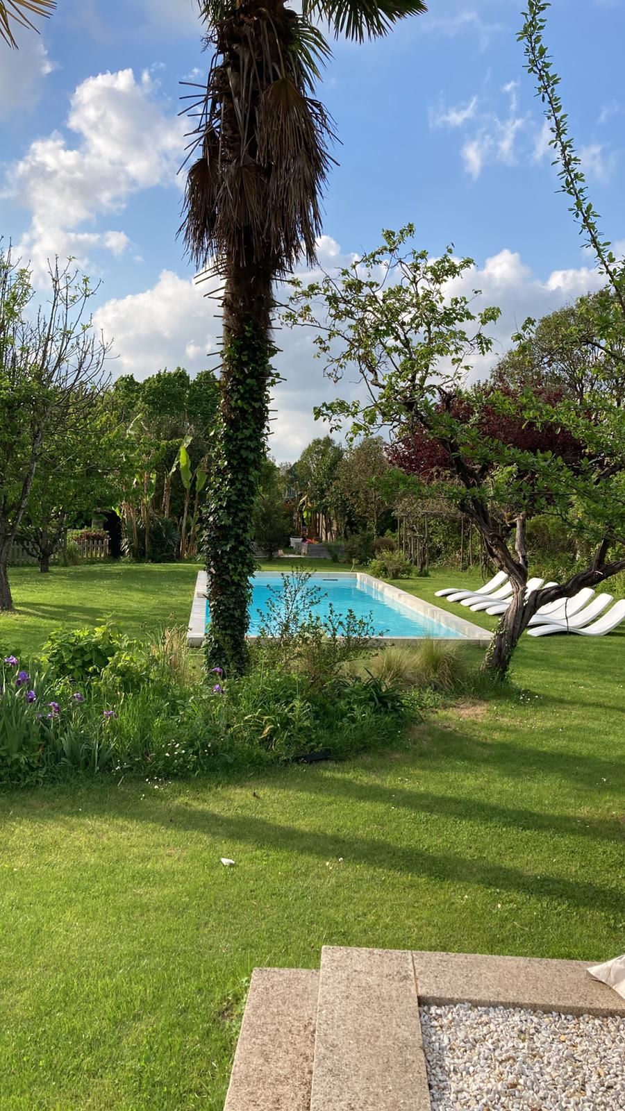 Una piscina rodeada de abundante vegetación y un cielo despejado.