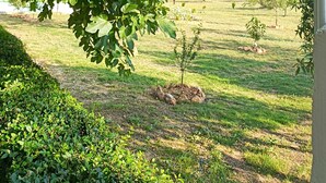 Un jardin avec un grand arbre, une pelouse et une vue sur des montagnes lointaines.