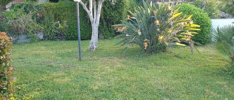 A well-maintained garden with various plants and a street lamp.
