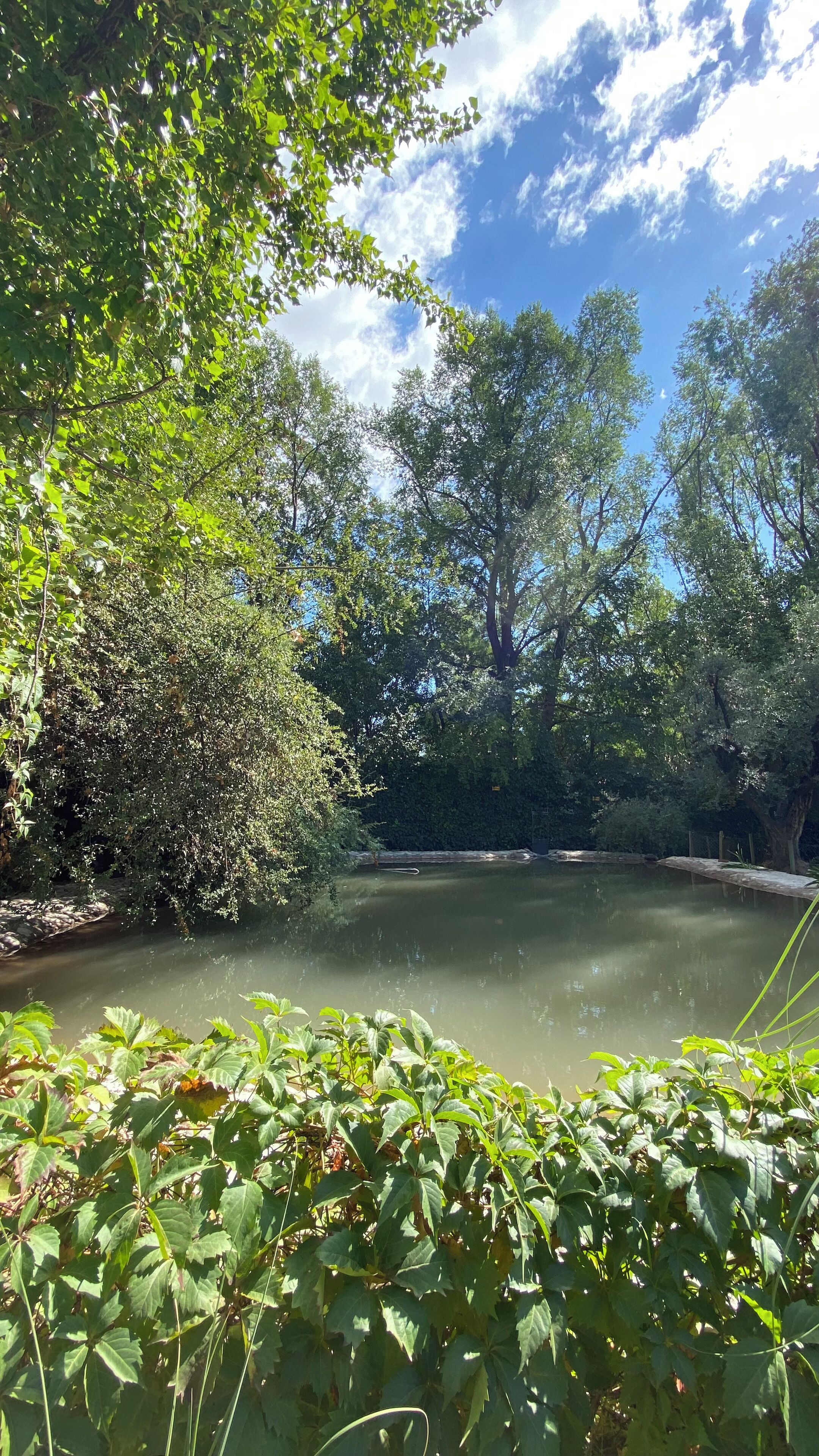 Ein ruhiger Teich, umgeben von üppigem Grün und Bäumen.