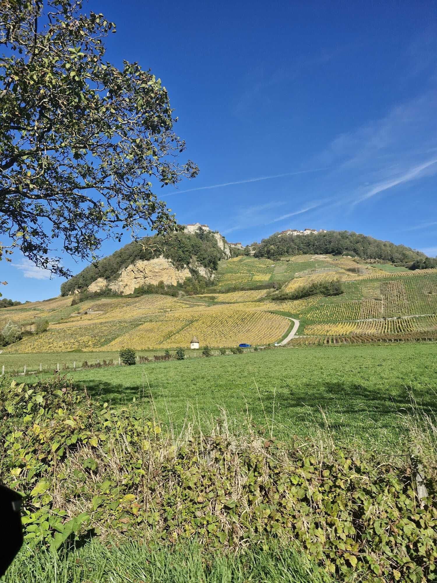 A vineyard landscape with terraced fields, a path, and a small building.