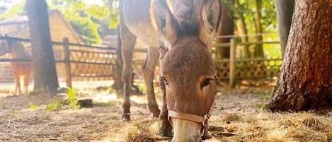 Un burro en un área cercada con árboles y una estructura de madera al fondo.