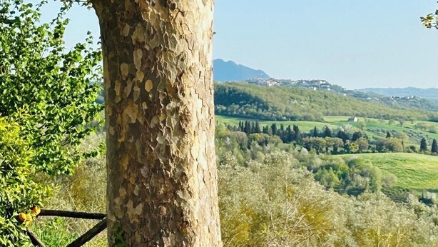 Une chaise en osier avec un coussin, placée sous un arbre, d’où l’on peut admirer un paysage pittoresque composé de collines et de champs.