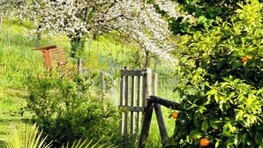 Een tuin met een houten poort, verschillende planten en een boom met witte bloesems.