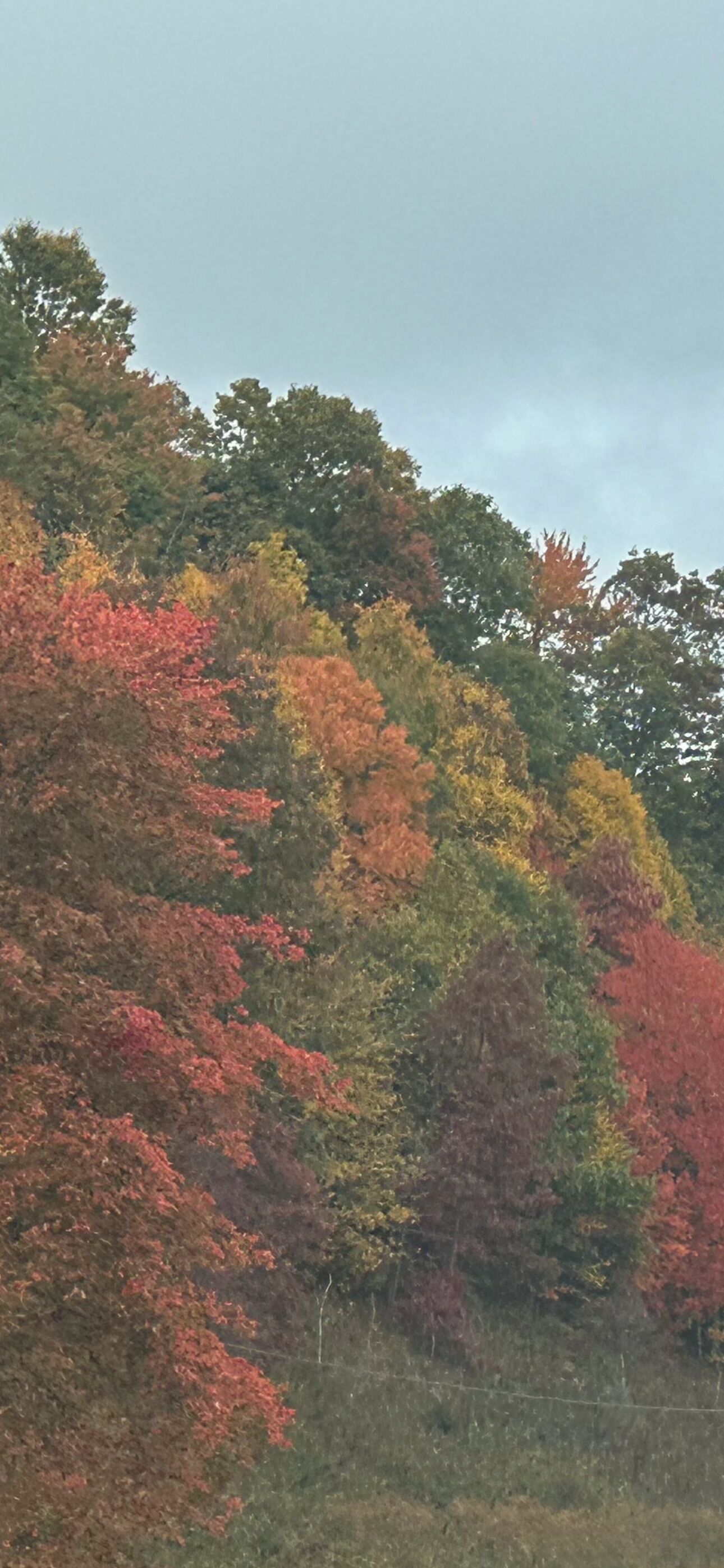 Una fitta foresta con diversi alberi che mostrano colori autunnali.