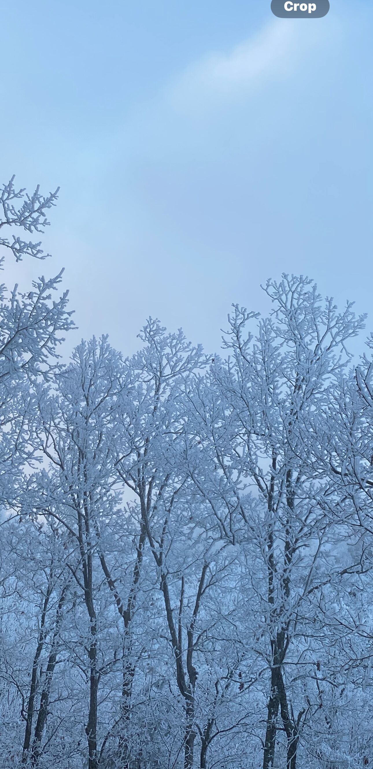 Een bos vol bomen, bedekt met sneeuw.