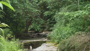 A natural landscape with a stream flowing over rocks, surrounded by dense greenery. - Cozy RV, cheap with priceless features. (Hector)
