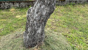 A tree with a metal chain and padlock, a green fence, and a concrete structure in the background. - le Cocon Vézerontin (Vézeronce-Curtin)