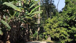 Ein Garten mit einem Weg, Bananenstauden und verschiedenen Sträuchern.