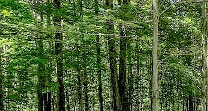 Cozy Cabin - In the Stix! Centrally located for Up North Fun