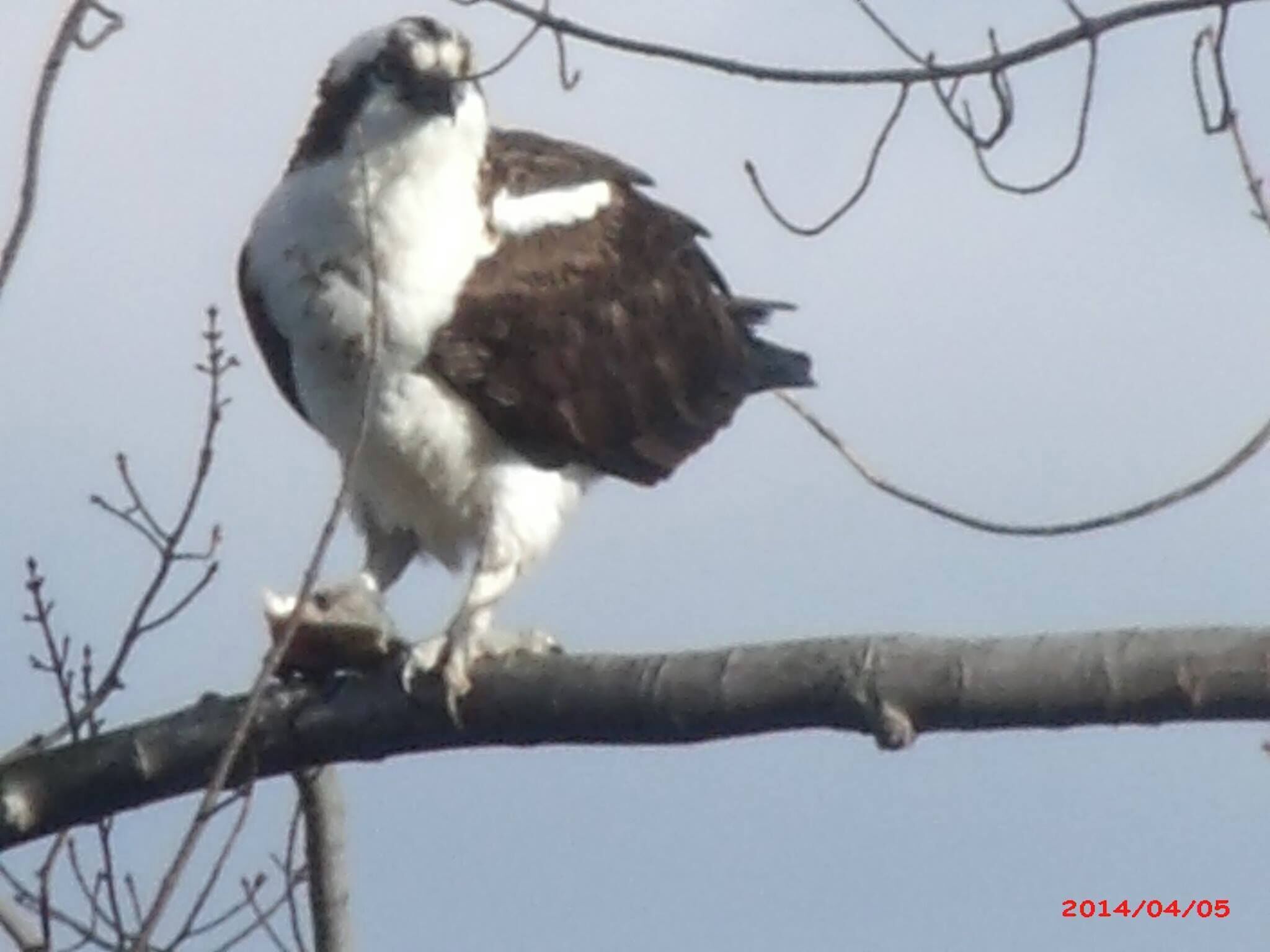 An osprey perched on a branch.