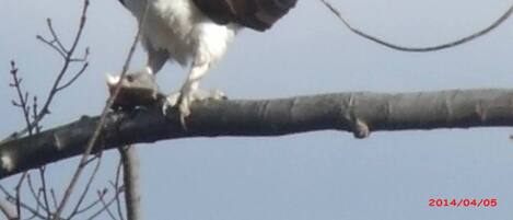 An osprey perched on a branch.