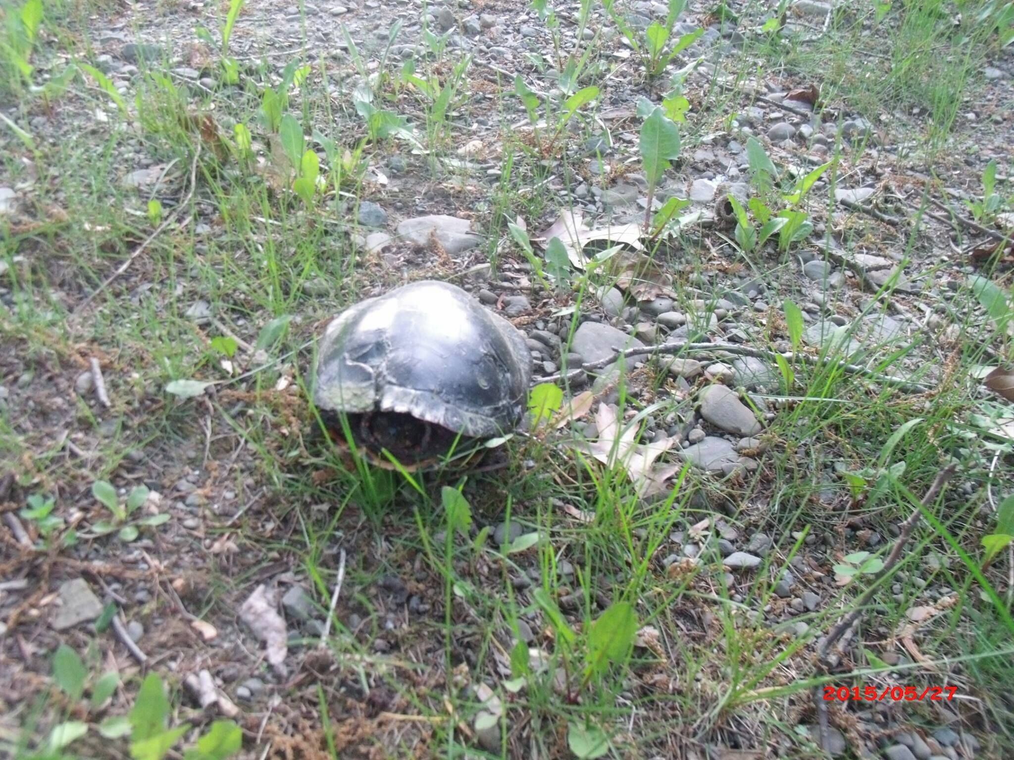 A turtle on a rocky path surrounded by grass and small plants.