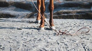 A horse with a blue and white harness standing on a sandy surface with a rocky background.