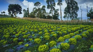 A field of green crops under a clear sky with tall trees in the background. - Snow Princess Mountain Glamping Resort at Clubbali, Lembang (Lembang)