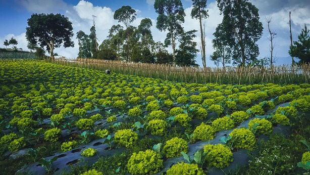 A field of green crops under a clear sky with tall trees in the background.