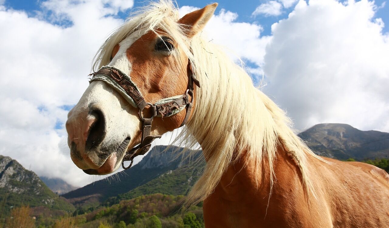 Um cavalo com crina branca e pelagem castanha, usando freio, com uma paisagem montanhosa e nuvens no céu.