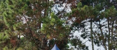 A blue tent set up in a grassy area with trees in the background.