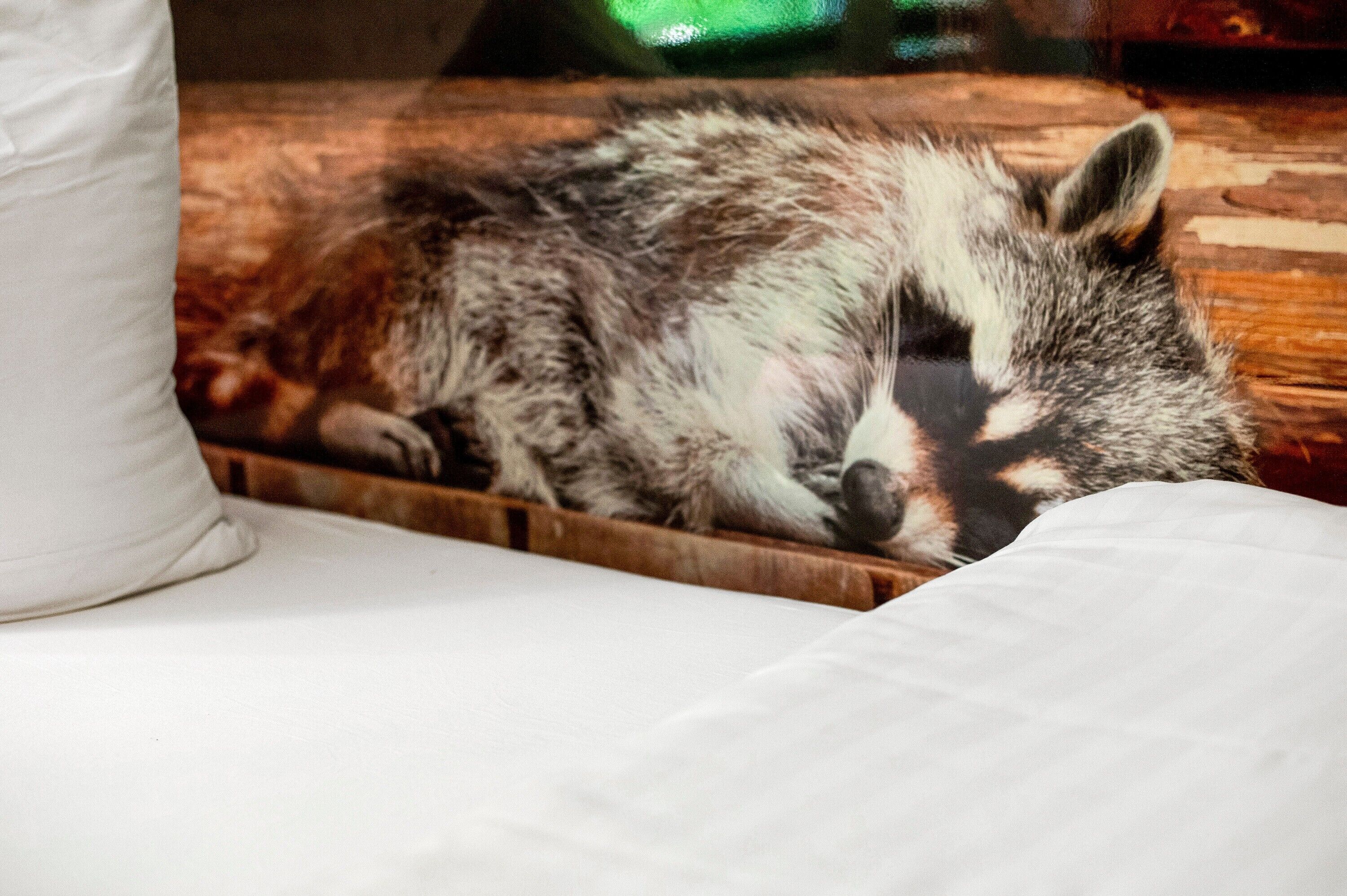 A raccoon resting on a wooden ledge.
