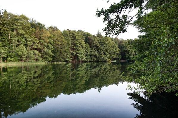 A calm lake surrounded by dense forest.